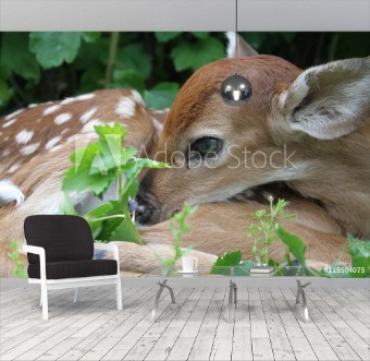 Picture of Fawn close-up